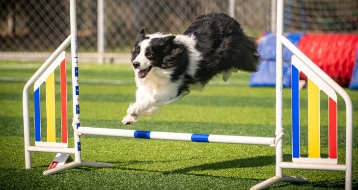 Neoficiální závody v agility